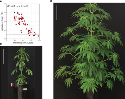 Comparative genomics of flowering behavior in Cannabis sativa